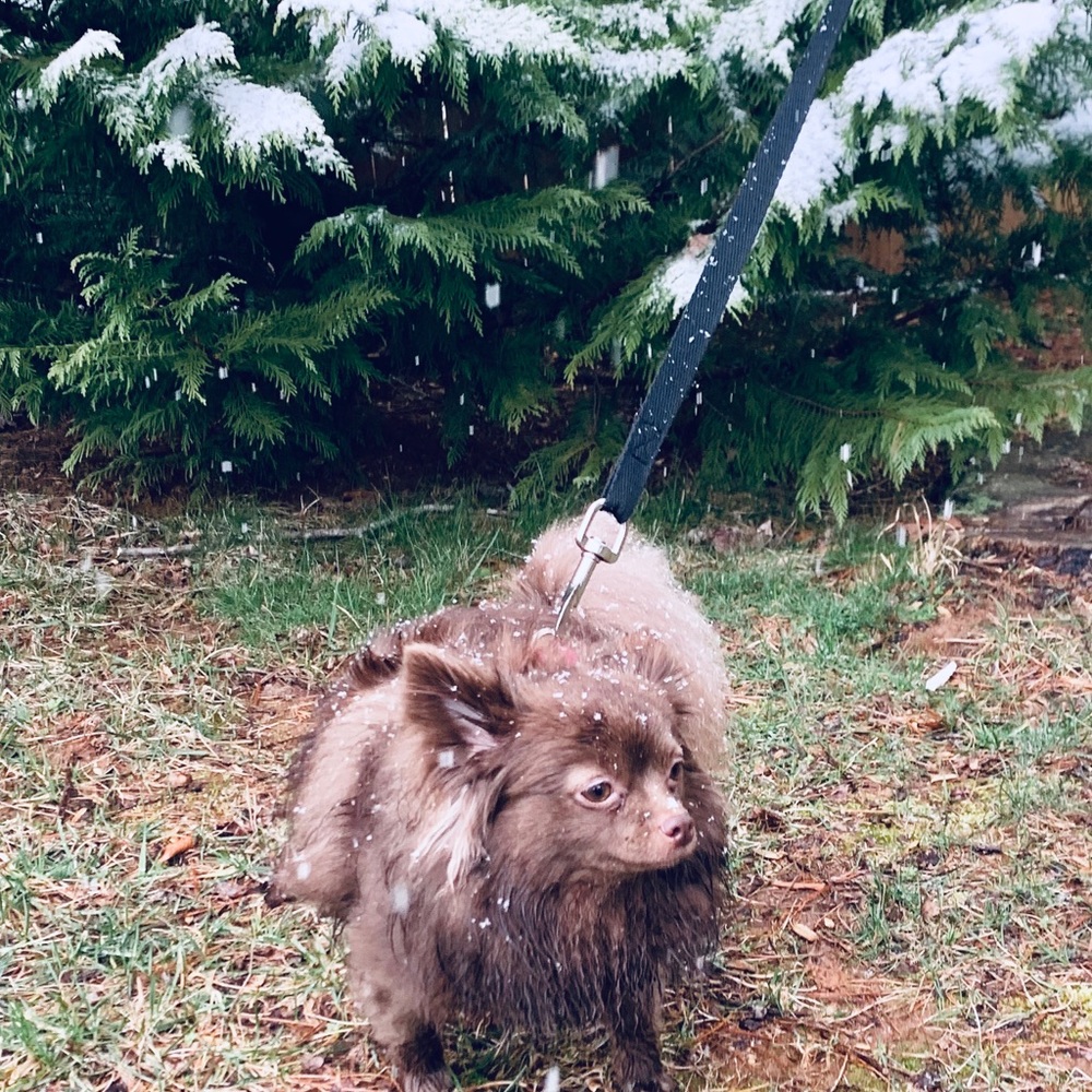 Meet your Posher, Addison